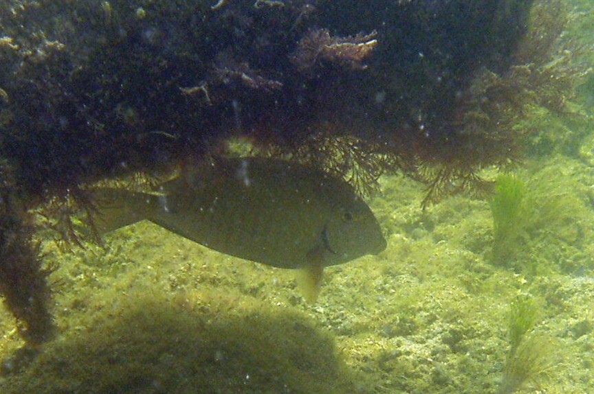 Doctorfish