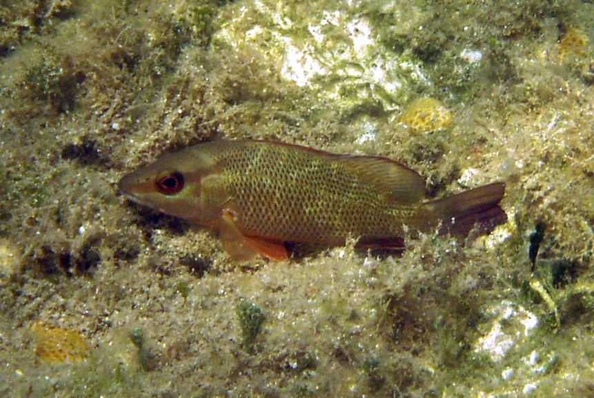 Gray Snapper