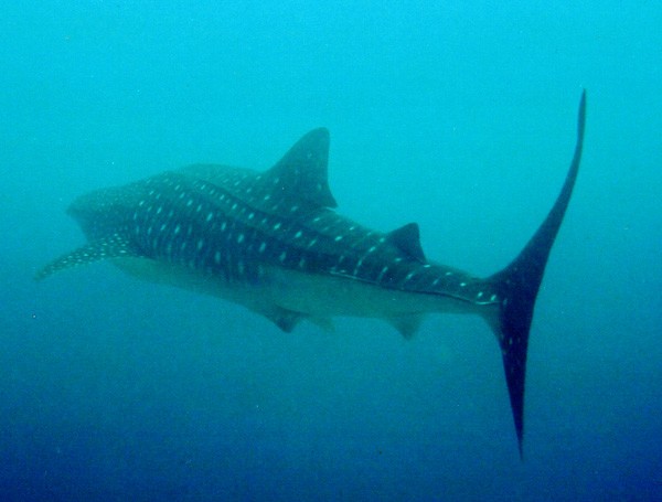 Whale Shark