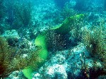 Green Moray Eel