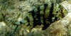 Grass Porgy 41