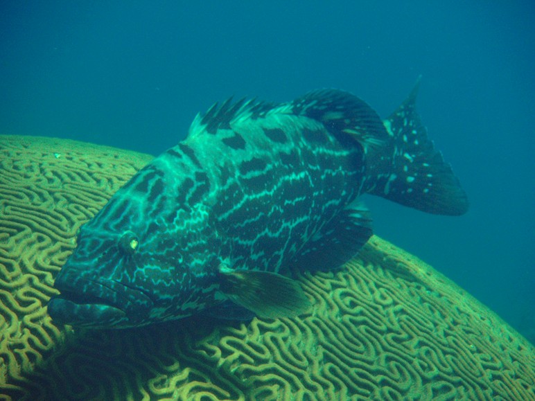 Black Grouper