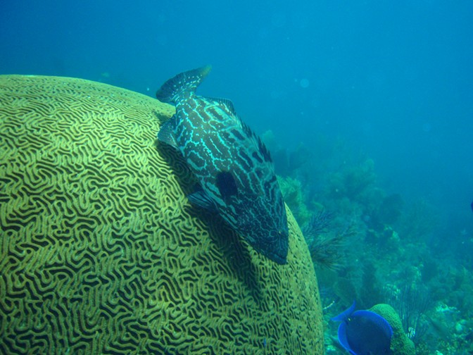 Black Grouper