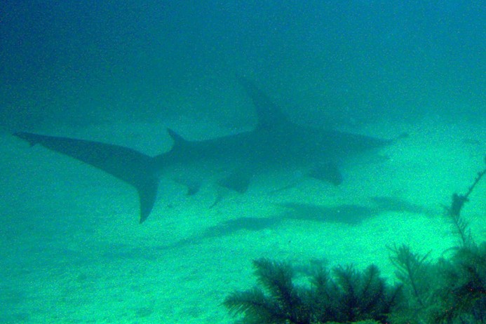 Great Hammerhead Shark