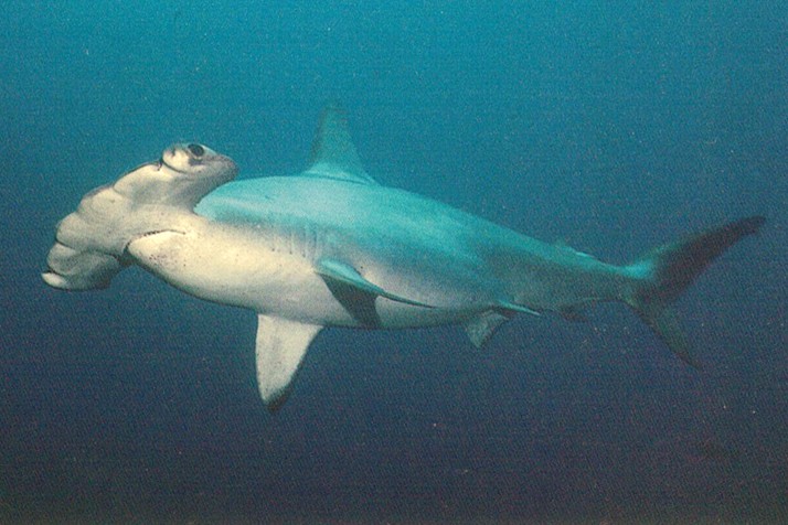 Scalloped Hammerhead