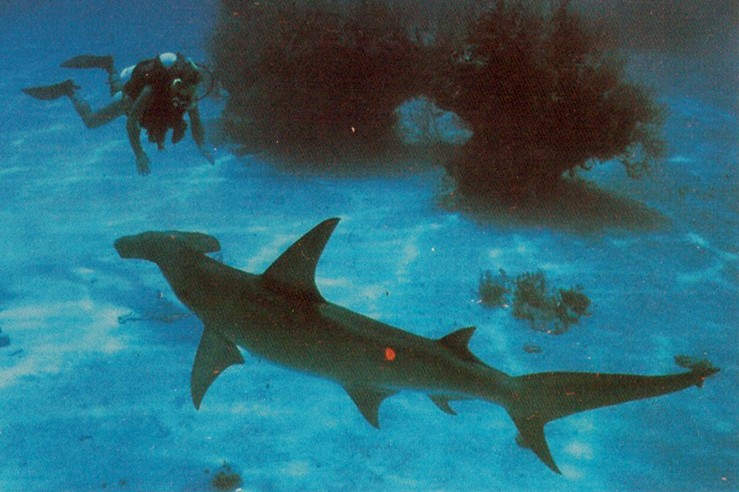Great Hammerhead Shark-Bahamas