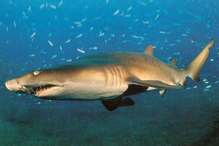 Sand Tiger Shark